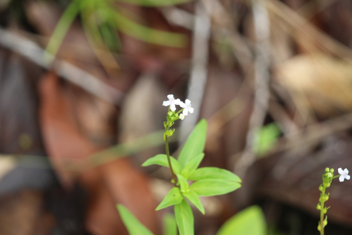 Knoxia zeylanica L.